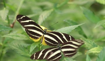 El aleteo de una mariposa